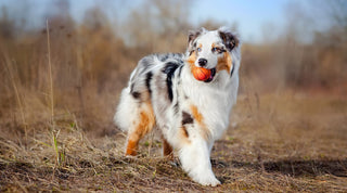A healthy and happy Australian Shepherd with an orange ball enjoying life in a field