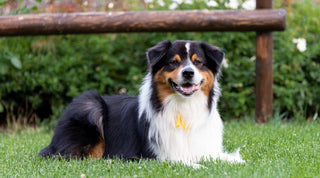 A healthy happy Australian Shepherd with a beautiful coat and healthy skin laying on a grassy lawn
