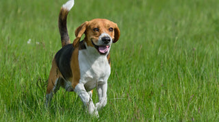 Picture of a happy Beagle running through a grass field