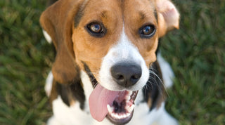 Close up of a Beagle with clean white healthy teeth