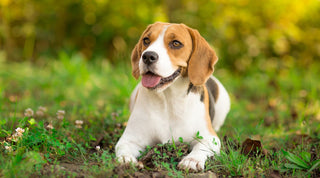 A healthy happy Beagle laying in a field of grass