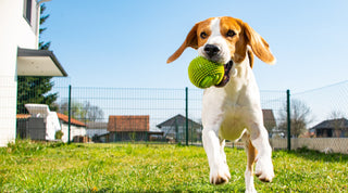 A white and brown beagle catching a ball on a grassy lawn