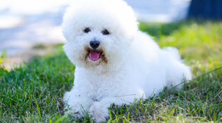 White Bichon Frise sitting on a green lawn with a fluffy coat