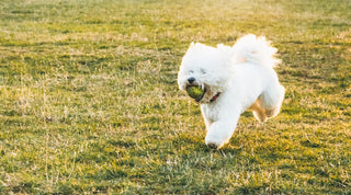 Bichon Frise dog running with a ball across a lawn