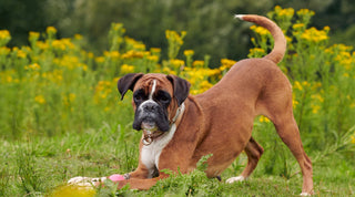 Playful Boxer dog with tall wildflowers in the background