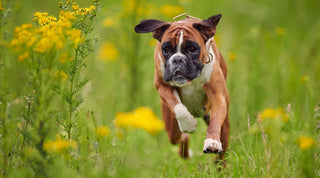 A happy, healthy boxer dog running through a meadow