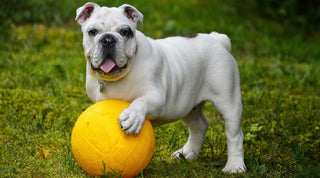 A healthy, happy bulldog playing with a yellow ball on a green lawn