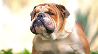 A white and brown bulldog with healthy skin