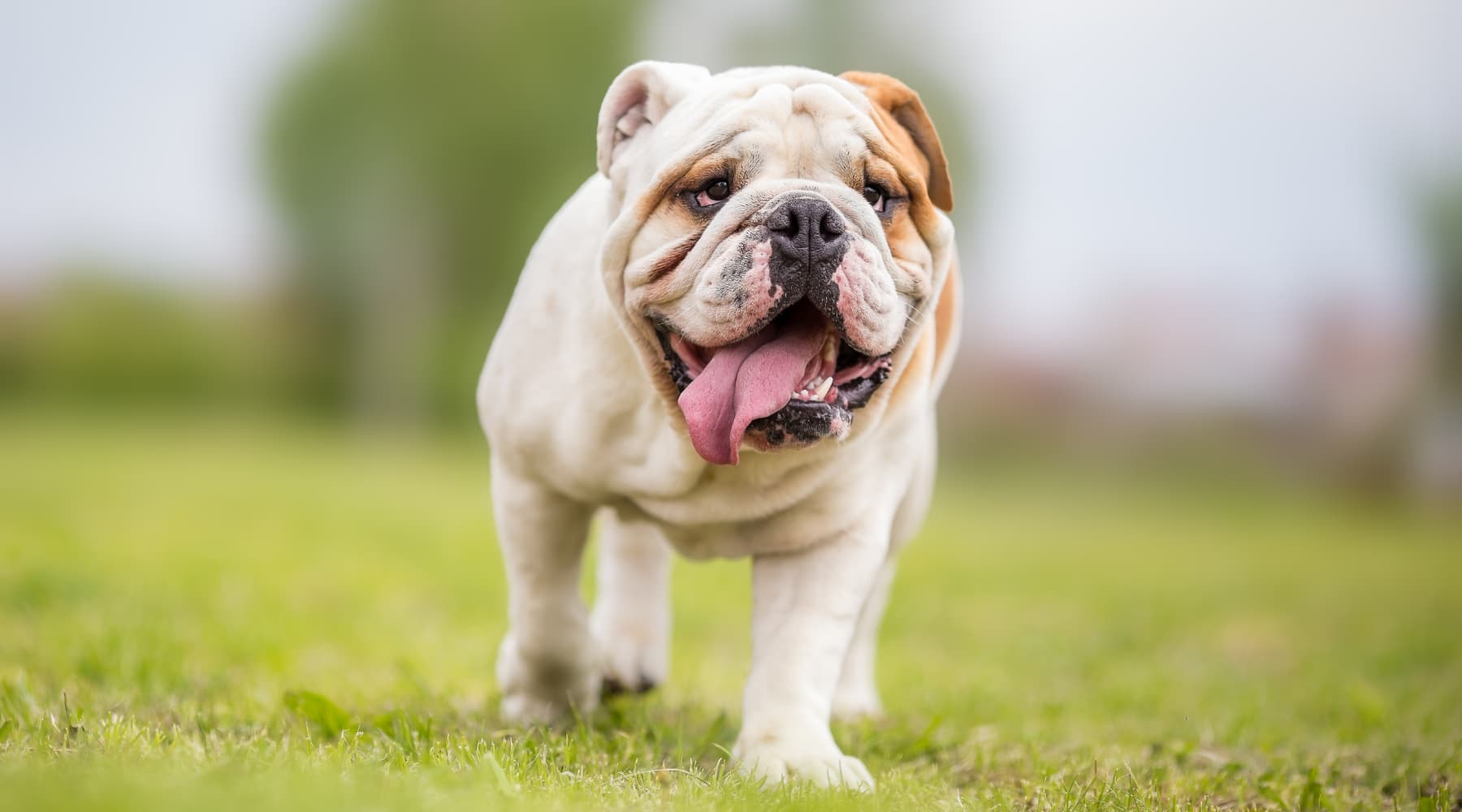 English bulldog supplements best sale