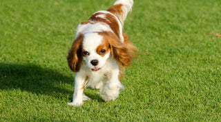 A Brown and White Cavalier King Charles Spaniel running in a field of grass