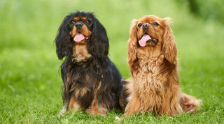 Two healthy Cavalier King Charles Spaniels sitting on a green field