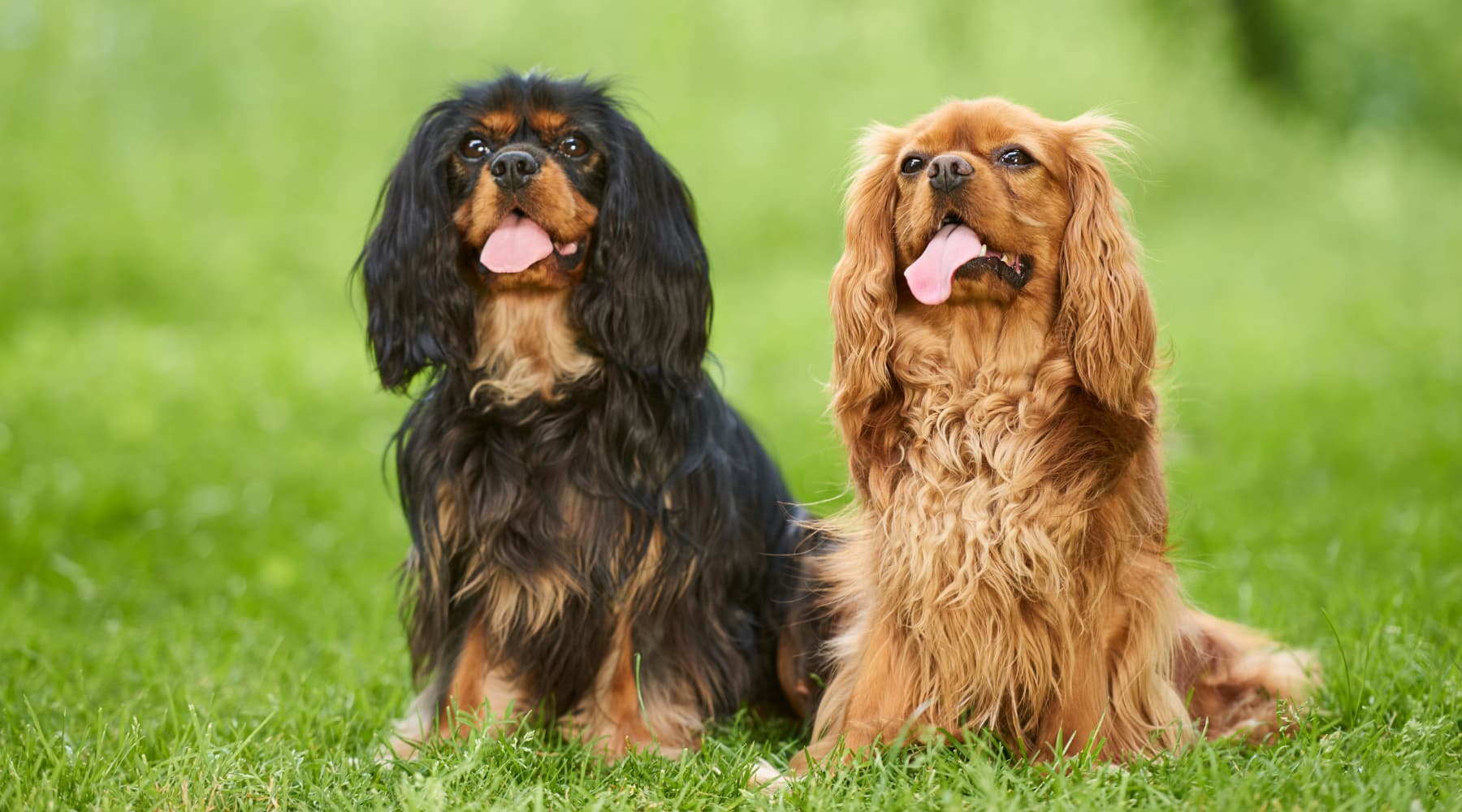 Maintaining Healthy Skin In Cavalier King Charles Spaniels Neo Bites Maintaining Healthy Skin In Cavalier King Charles Spaniels Neo Bites