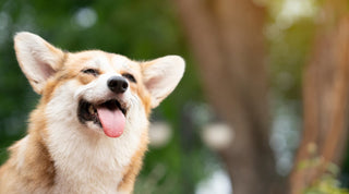 Corgi smiling with his tongue sticking out
