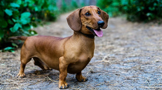 Brown dachshund standing on a trail 