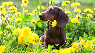 A healthy, happy Dachshund playing in a field of flowers