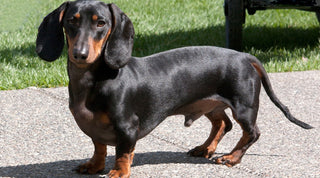 Black and brown Dachshund standing on a sidewalk with healthy, strong joints