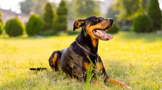 Doberman smiling laying in a grassy field