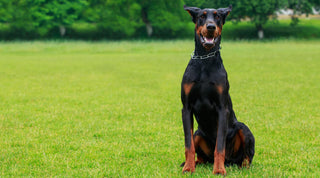 A Doberman Pinscher with healthy skin sitting on a green lawn