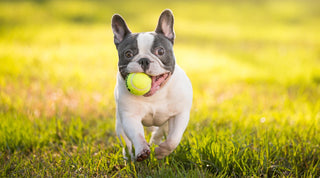 French Bulldog carrying a tennis ball across a grassy field