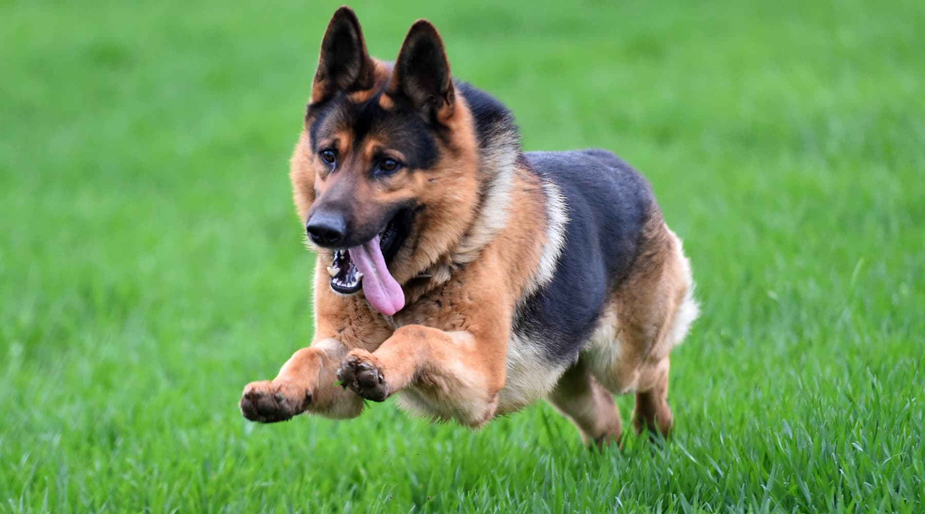 Maintaining Healthy Joints in Your German Shepherd Tips and Strategie Neo Bites