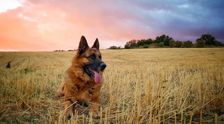 German Shepherd sitting in a field at sunset