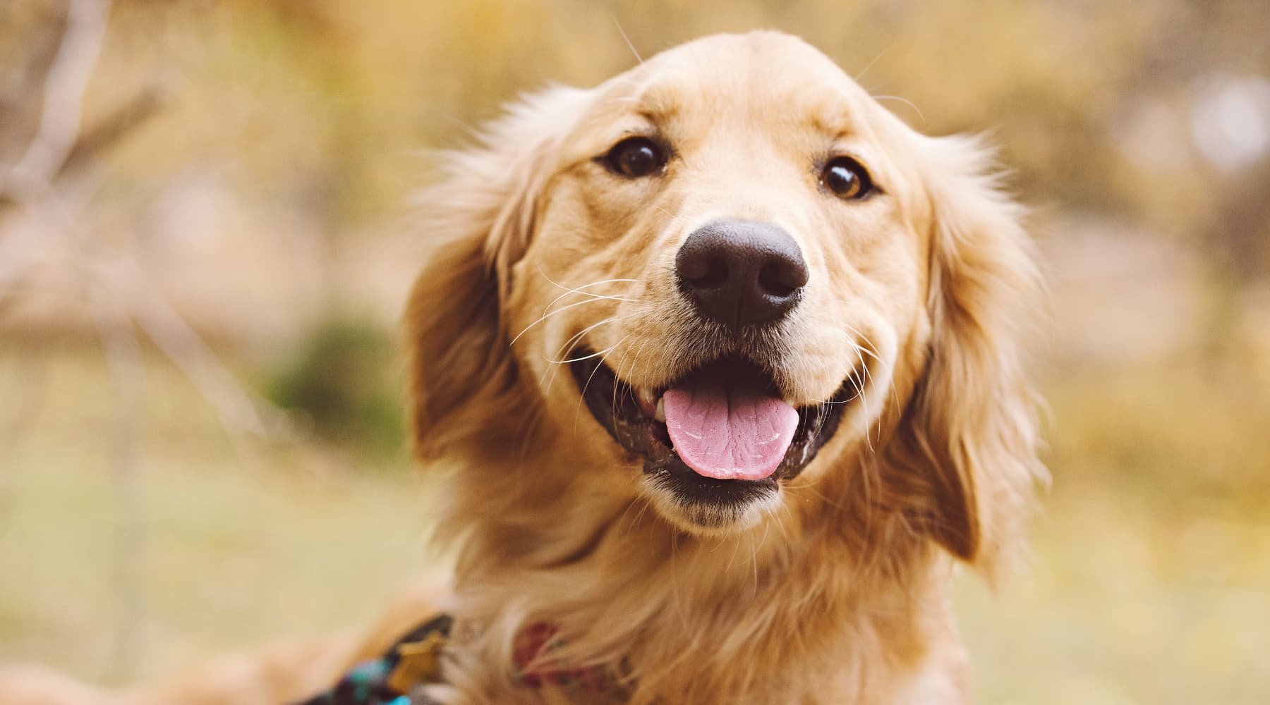 Golden retriever food allergies best sale