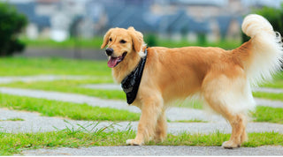 A happy, healthy golden retriever with a shiny beautiful coat standing in a park wearing a bandana