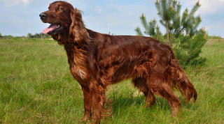 A healthy Irish Setter standing in a grassy meadow