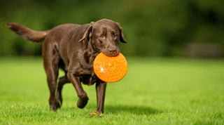 Brown Labrador Retriever carrying an orange frisbee across a green grass lawn