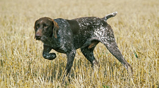 Pointer dog in a grassy field