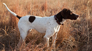White and brown pointer standing in a grassy field