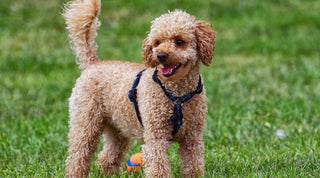 A tan poodle standing on a green lawn