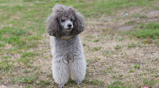 A healthy, happy grey poodle standing on the grass in a park