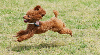 Poodle Running Across A Green Field