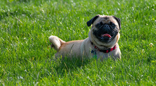 A happy Pug smiling on a green lawn