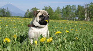 Pug dog in a field of dandelions