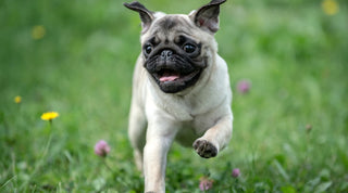 Pug Smiling and Running In Grassy Field