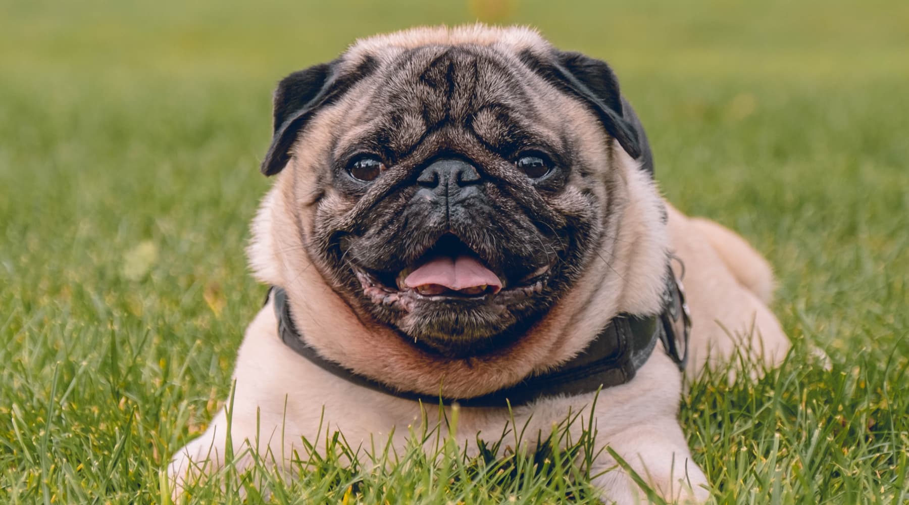 Pug Wellness Essential Health Tips For Your Squishy Faced Pal Neo Bites pug-wellness-essential-health-tips-for-your-squishy-faced-pal-neo-bites