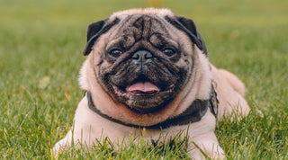 Smiling pug laying in grass