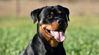 Image of a happy Rottweiler