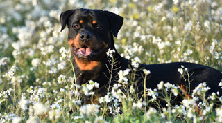 A healthy Rottweiler standing in a field of flowers