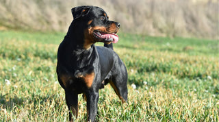 Rottweiler standing in a grassy field