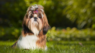 Shih Tzu with bow in hair sitting in the grass with trees behind it