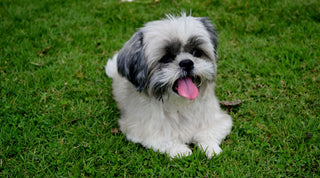 A happy Shih Tzu with healthy teeth and gums on a green lawn
