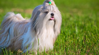 Shih Tzu standing on a grassy field with a beautiful coat