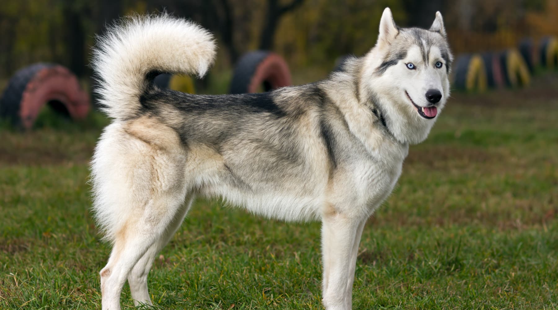 About siberian orders husky