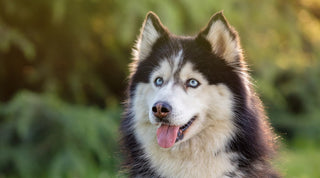 Siberian Husky with bright blue eyes in a field