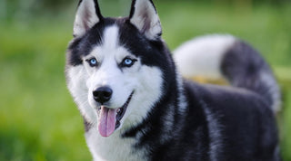 Black and white Siberian Husky with pale blue eyes