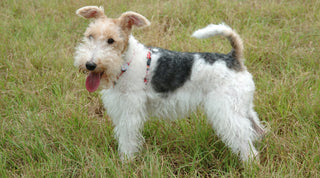 Brown, white and grey wire fox terrier standing in a grassy field