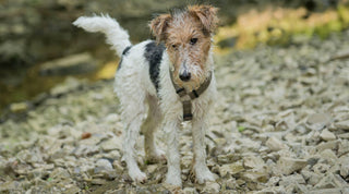 A healthy Wire Fox Terrier standing on a rocky river bed